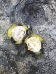 Image result for Walnut blight