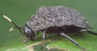 Catara Rugosicollis Schaben