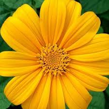 Image result for Tithonia rotundifolia