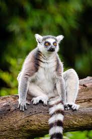 All Sizes Ring Tailed Lemur Flickr Photo Sharing Lemur Fennec Fox Pet Animals Images