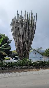 Image result for Euphorbia candelabrum