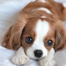 Disculpe Usted Limpia Piscinas Pos Cloro Que Si Nobody Cuteanimals Dogs Puppy Perro Cute Dogs And Puppies Cute Animal Pictures Cute Puppy Pictures