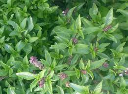 18 Best Basil Varieties You Should Grow in Your Garden - Garden ...