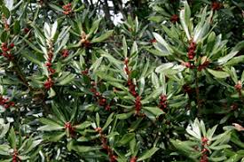 Image result for Myrica kandtiana
