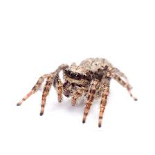 Indeed, it is inspired by the age. Do Ultrasonic Pest Repellers Work On Brown Recluse Spiders