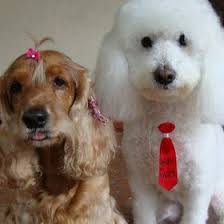 Sandra Masson Jardes (massonjardes) — Perfil