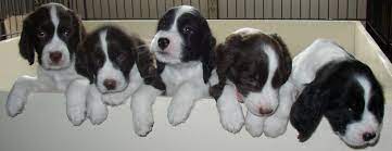 English springer spaniel dogs for adoption in michigan, usa, page 1 (10 per page) puppyfinder.com is proud to be a part of the online adoption community. Springer Spaniel Puppies Getting Ours In June Hailey And Austin Will Be In Love Springer Spaniel English Springer Spaniel English Springer