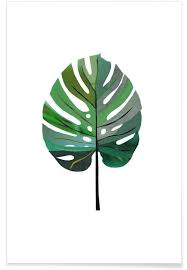 Monstera is a genus of 45 species of flowering plants in the arum family, araceae, native to tropical regions of the americas. Monstera Poster Juniqe