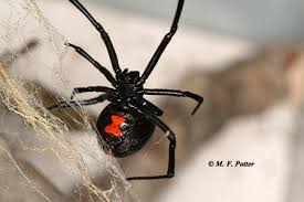 Of course if you are brave enough, you can step on it with your shoe. Eliminating Spiders Around Homes And Buildings Entomology