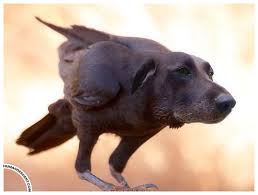 Check spelling or type a new query. 10 Funny Photoshop Dogs Tattoos Facebook