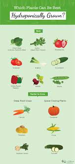 List Of Plants Vegetables Fruits Herbs That Work Best In Hydroponics Hydroponics Gardening Bestaquaponicstip Hydroponic Farming Herbs Hydroponic Growing