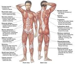 This muscular system diagram shows the major muscle groups from the back or posterior view. Simple Muscle System Human Muscular System Human Body Muscles Human Muscular System Human Body Organs