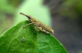 Pill bugs (armadillidiidae) neem oil: Grasshopper Caelifera Steemit