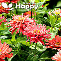 Harris seeds has a great selection of zinnia seeds at affordable prices. Kakteen Samen Blossfeldia Liliputana Ws235 Ebay