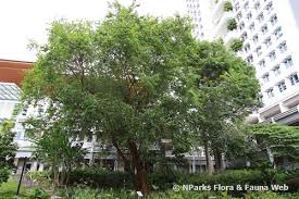 Image result for Margaritaria