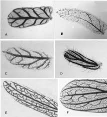 Image result for Alantsilodendron pilosum