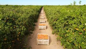 Maybe you would like to learn more about one of these? Wonderful Citrus Posts Facebook