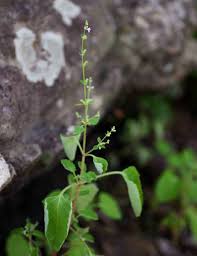 Image result for Aeollanthus neglectus