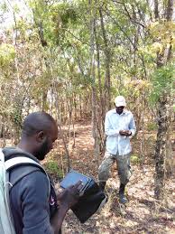 Image result for Physostigma mesoponticum