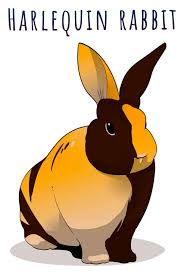 The harlequin is a colourful breed of rabbit originating from france. Harlequin Rabbit The Remarkable Checkerboard Bunny