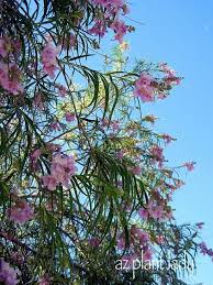 Habitat, range, elevation) for each species because this guide is geared for tree. Ramblings From A Desert Garden Desert Willow Desert Willow Tree Flowering Trees