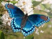 Meaning of Butterfly Spirit Animal - Wild Gratitude
