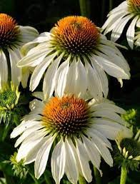 Echinacea Purpurea White Swan Claire Austin Garden Plant Pots Rare Flowers Echinacea Purpurea