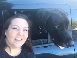 Lost dog found! Black Great Dane mix