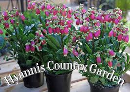 Easy Care Kalanchoe Country Gardening Kalanchoe Blossfeldiana Easy Care