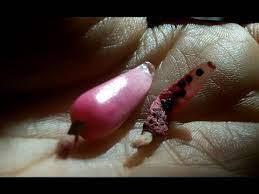 In our efforts of hybridizing and crossing many varieties we sometimes get more epiphyllum seed pods than we can handle and you will find whole seed pods and small packages of seeds here. Harvesting Cactus Seed Fruit Pods Youtube