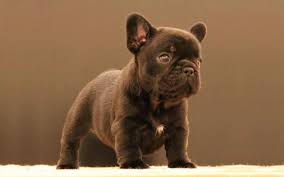 Comparing the boston terrier vs. Brindle French Bulldog Pooch Facts Only A Few Talk About