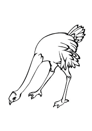 Ostrich coloring pages, how to draw an ostrich step by step, ostrich coloring for kids. Coloring Pages Ostrich Coloring Pages For Kids