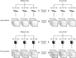 Proteomic Analysis Of A Segregant Population Reveals Candidate Proteins Linked To Mealiness In Peach Sciencedirect
