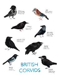 Black Bird With Black Beak Uk A3 Corvids Birds Poster Etsy Bird Poster I Like Birds Birds