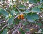 Image result for Grewia praecox