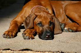 Dont forget the possibility of providing a home for a wonderful rescued ridgeback before deciding on a puppy. Sister Clubs And Local Reps