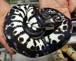 Stormtrooper Ball Python Pet Snake Ball Python Pet Ball Python