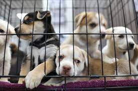 Mar 01, 2019 · ***kriser's and chuck and don's are owned by independent pet partners, which also operates 24 natural pawz stores in texas, 7 espeically for pets stores in ma, 17 pet life stores in me and nh, and 8 bark! Consumers Should Beware Of Pet Store Puppy Sales And Internet Scams A Humane World