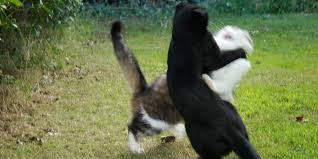 In some instances, natural antibiotics that require no prescription can be effective alternatives for use. Cat Bites Abscesses International Cat Care