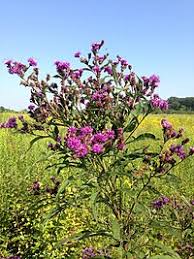 Image result for Vernonia griseopapposa