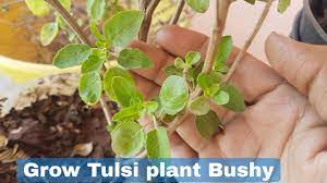 How To Grow Tulsi Plant Bushy Grow Tulsi Plant Fast And Easy Youtube Tulsi Plant Tulsi Plants