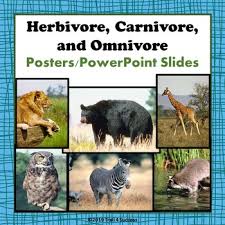 An omnivorous person or animal | meaning, pronunciation, translations and examples. Herbivore Omnivore Carnivore Worksheets Teaching Resources Tpt