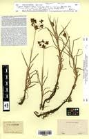 Image result for Pycreus mundtii