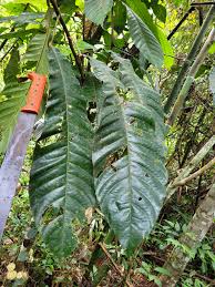 Image result for Achariaceae