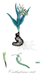 Image result for Ornithoglossum viride