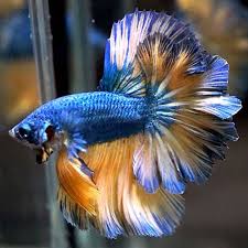 If your favorite betta fish isn't swimming the way he should, there is a chance he is suffering from swim bladder disease. Rare Live Betta Fish 034 034 Blue Sky Bumblebee Feather Tail 034 034 Male Betta Fish Betta Rare Fish