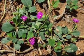 Image result for Corbichonia rubriviolacea