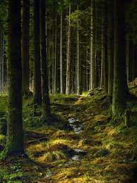 Norway Photos National Geographic Forest Landscape Tree Forest Landscape