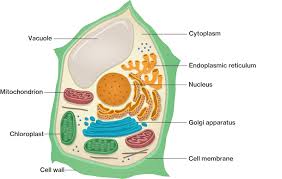 Eukaryotic plant cell are developed and advanced form or cell which is similar to animal cell in several ways. Eukaryotes Course Hero