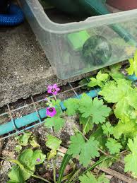 Image result for Geranium ocellatum